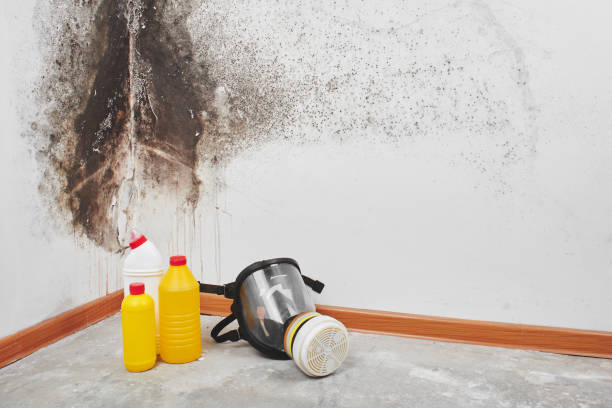 Best Fast Mold Removal  in Moyock, NC