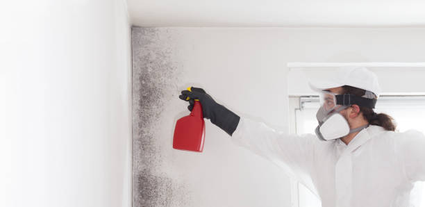 Moyock, NC Mold Removal Company